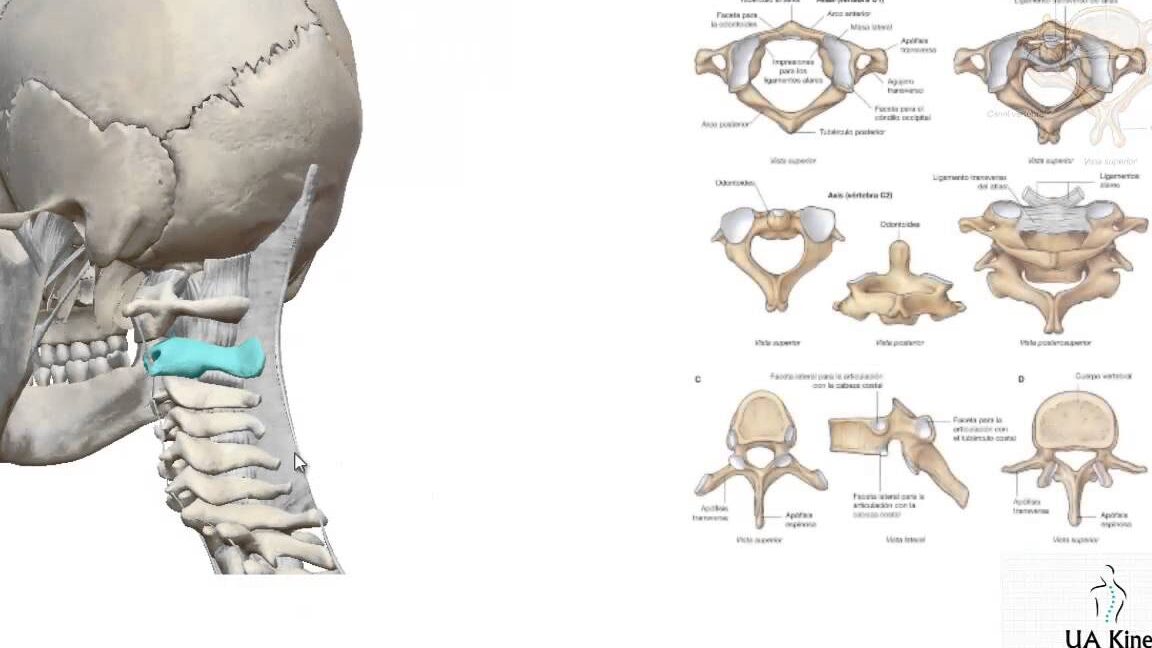 diferencias entre atlas y axis cual es su funcion en el cuerpo humano