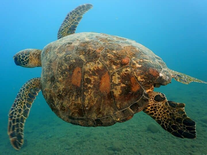 diferencias entre chelonia mydas y agassazii guia completa de identificacion