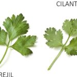 diferencias entre cilantro y perejil comparativa con imagenes