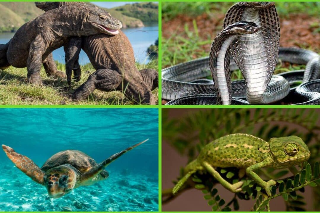 diferencias entre cocodrilo lagarto y reptil descubre las caracteristicas unicas de cada especie