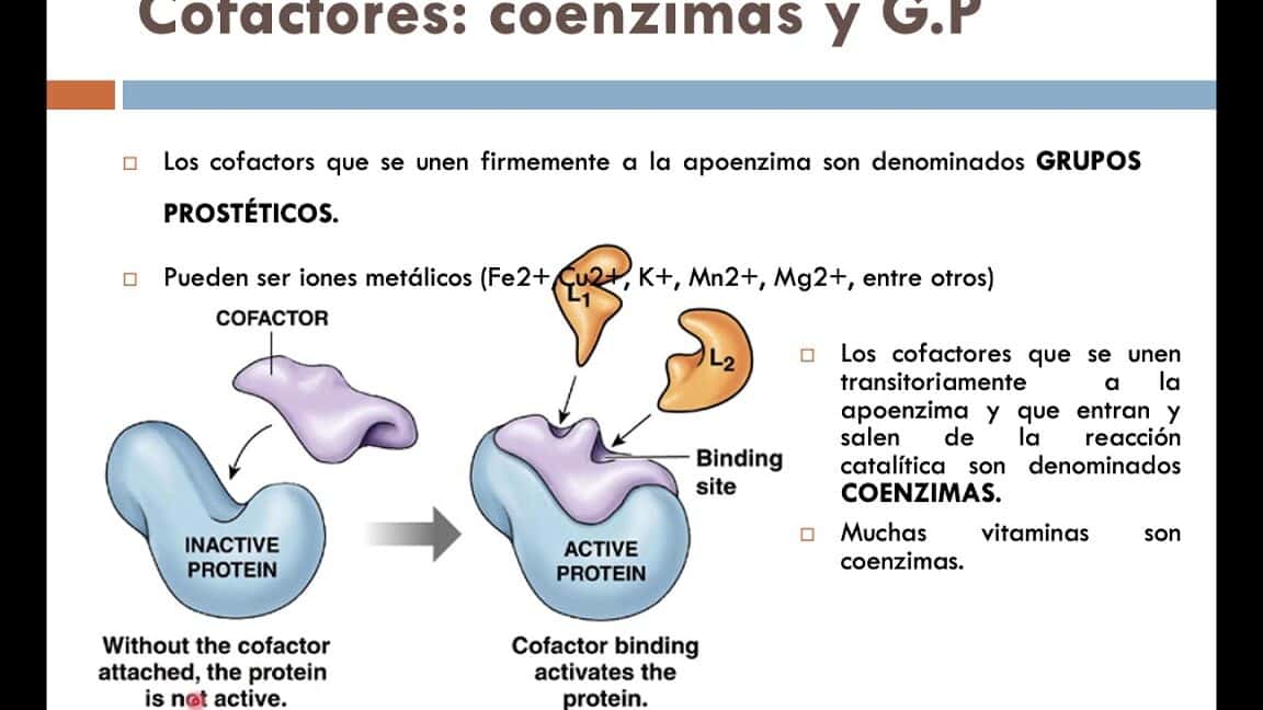 diferencias entre cofactor y grupo prostetico todo lo que necesitas saber