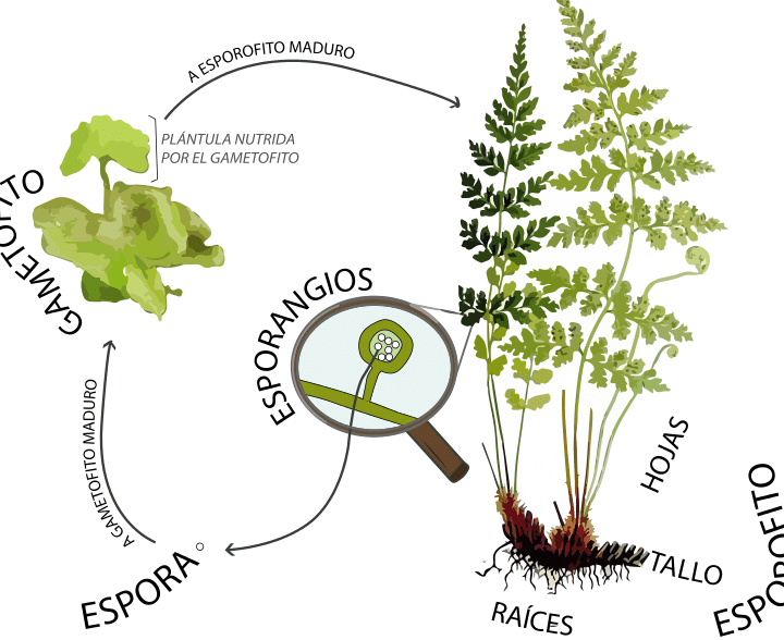 diferencias entre helechos y musgos guia completa para distinguir estas plantas