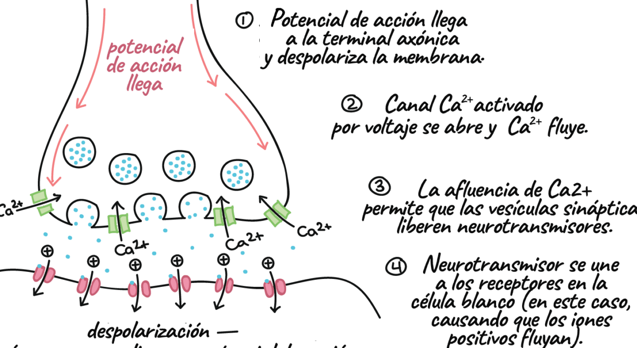 diferencias entre sinapsis electrica y quimica que las distingue en el funcionamiento neuronal