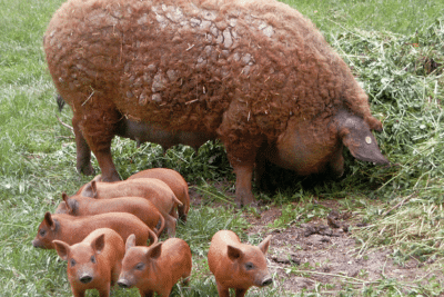 Diferencias entre un cerdo y una oveja: Características y similitudes