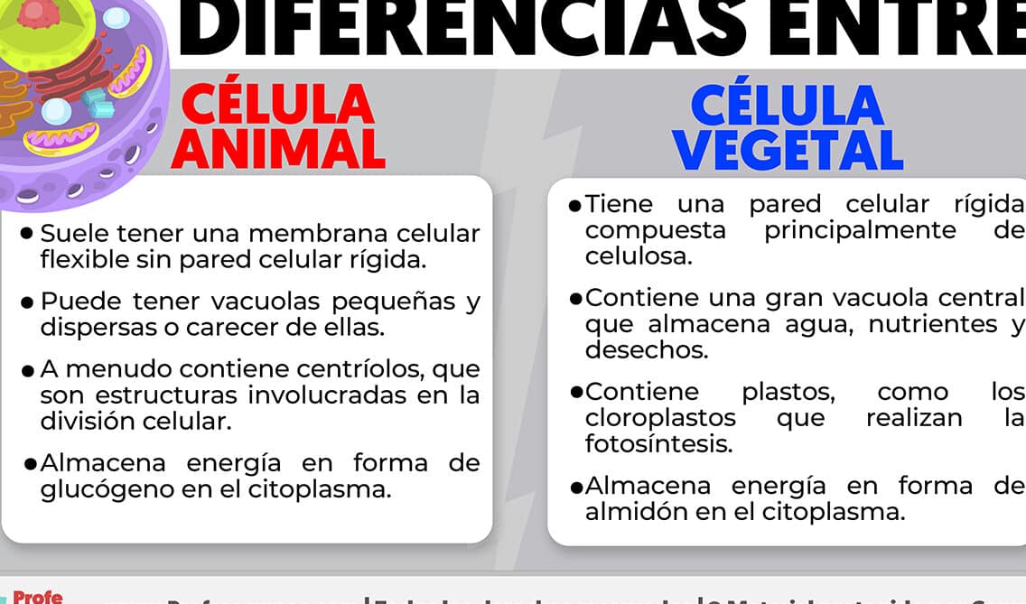 diferencias fundamentales en la reproduccion animal vs vegetal descubrelas